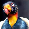 ejonivuwa
