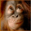 alyqif